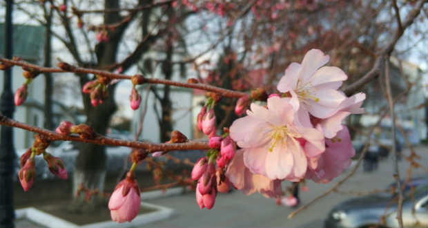 Virágzik a szakura Munkácson