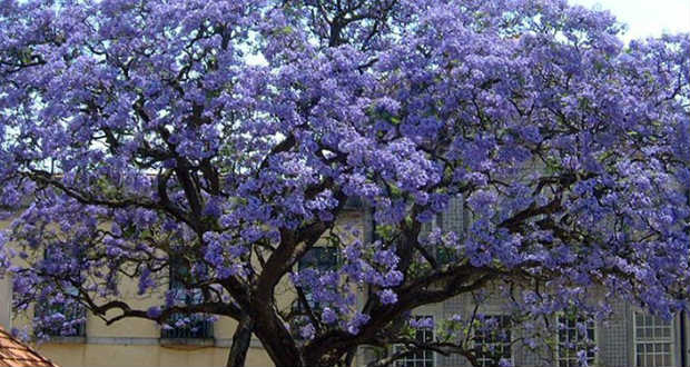 Ungváron virágba borult a leggyorsabban növő fa
