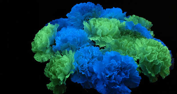 Sötétben világító növényeivel nyert innovációs díjat egy magyar feltaláló Kínában