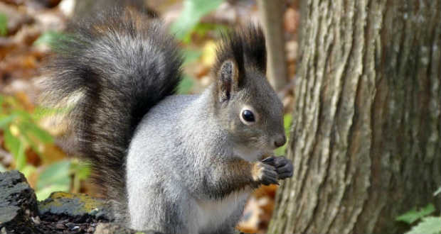 Több mint ötezer mókus él a Kárpátokban
