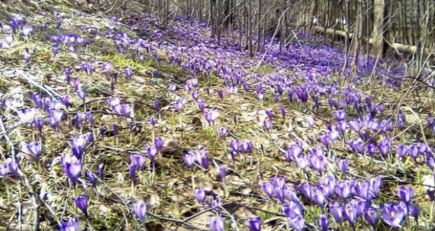 Virágzik a sáfrány Alsókalocsán