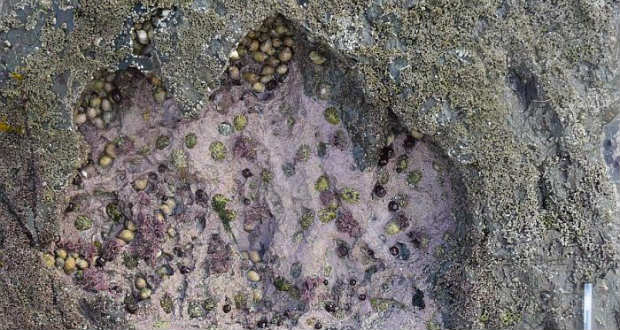 Ritka dinoszaurusz-lábnyomokat találtak egy skót szigeten