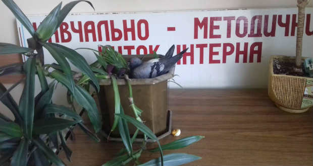 Kárpátalja ma: galambvárás a sebészeti osztályon