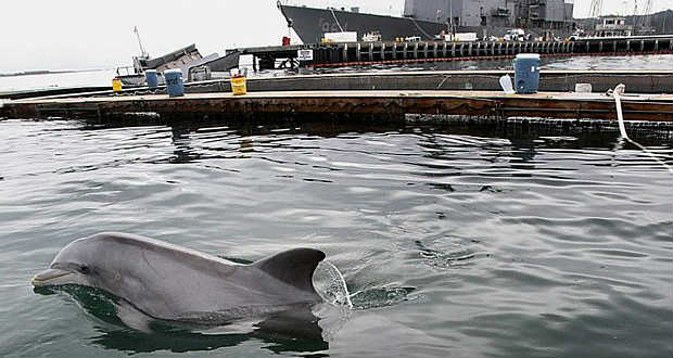 Elpusztultak az ukrán haditengerészet harci célokra kiképzett delfinjei az Oroszországhoz csatolt Krímben
