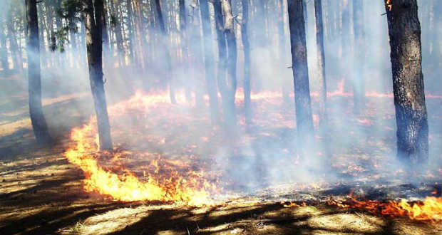 Ég az erdő Herszon megyében