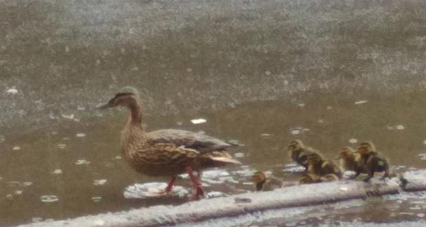 Kárpátalja ma: vadkacsák a város utcáin