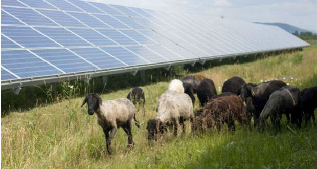 Kárpátalja ma: bárányok az energiaiparban