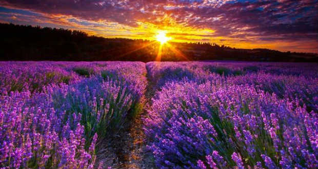 Mi mindenre jó a levendula?