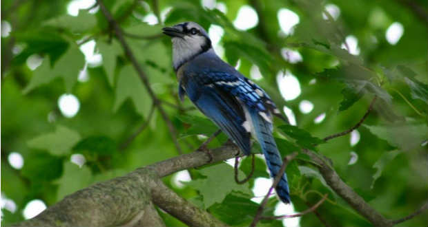 Baranyi Ferenc: Kék madár, zöld fák