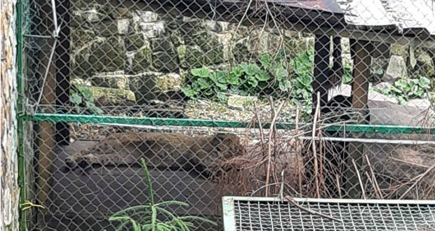 Kárpátalja ma: egy kisoroszlán a szinevéri rezervátum legújabb lakója