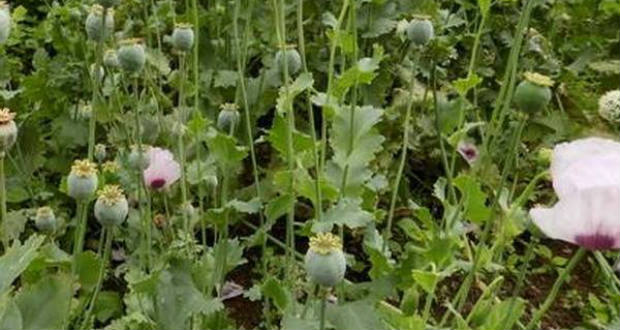 Több mint ötszáz máktövet foglalt le a rendőrség Kárpátalján