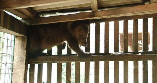 Új lakó érkezett a Szinevéri medveparkba