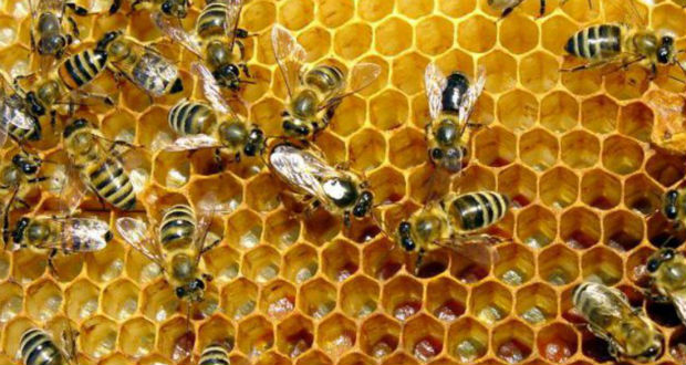 A méhpempő jótékony hatása
