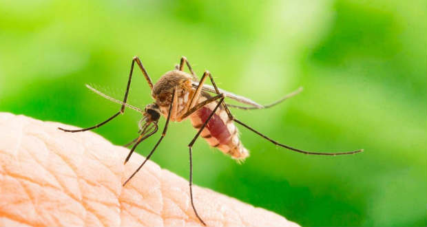 Már három halálos áldozatot követelt Szerbiában a nyugat-nílusi láz