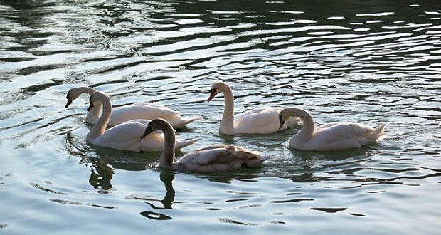 Három hattyúpár költözött az Ungra