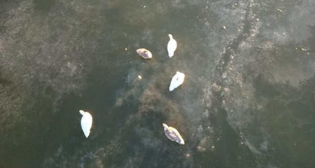 Jégcsapdába esett hattyúk Ungváron