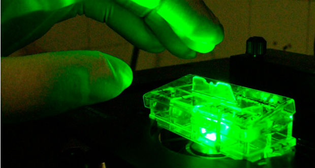 Áttörést hozhat a gyógyításban az őssejtek alkalmazása