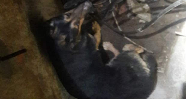 Kutyamentő akció az Ungvári járásban