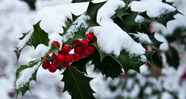 A magyar trikolór tizenkét hónapja – fotópályázat