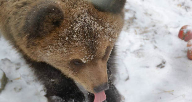 Még nem alusszák téli álmukat a medvék a szinevéri parkban