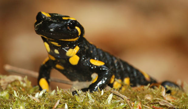 A foltos szalamandra az év kétéltűje 2019-ben