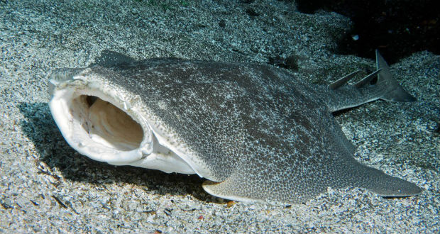 Ritka cápafajra bukkantak Wales környékén