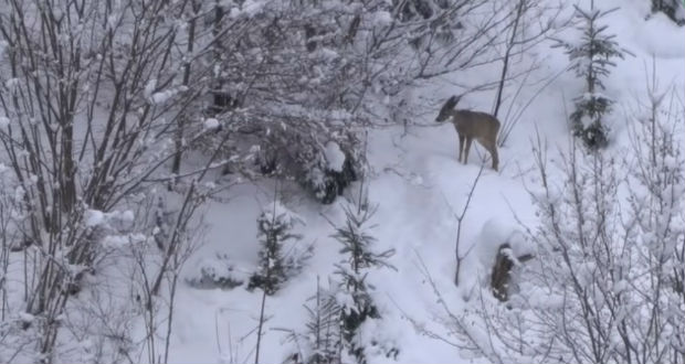 Kárpátalja ma: őzek a téli erdőben