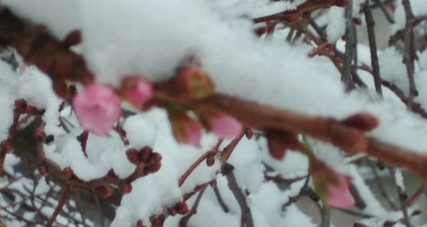 Munkácson ismét szirmot bontott a szakura