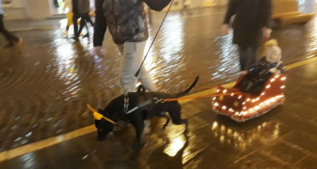 Kárpátalja ma: szánhúzó kutya