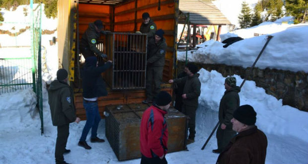 Öt Donyec-medencei mackó érkezett Szinevérre