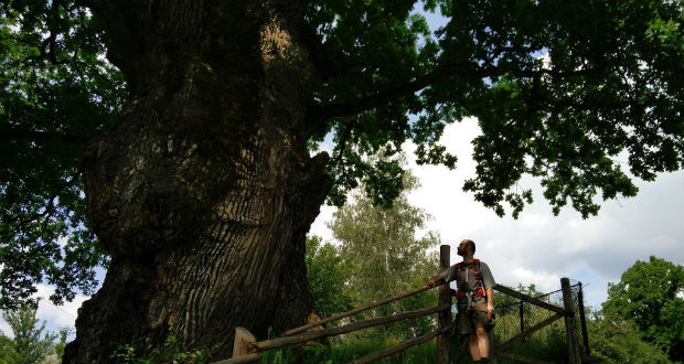 Kárpátalja ma: a Bajnok és a Nagypapa – ezeréves tölgyek Kárpátalján