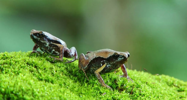 Új békafajt fedeztek fel Indiában