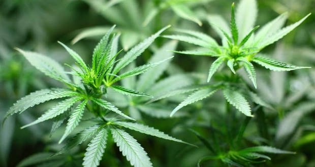 Szuprun legalizáltatni akarja az orvosi marihuánát