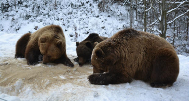 Először aludtak téli álmot a Szinevéri Nemzeti Park medvéi