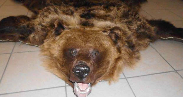 Medveprémet találtak egy ukrán autóban a záhonyi határállomáson