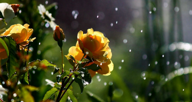 Radnóti Miklós: Eső után