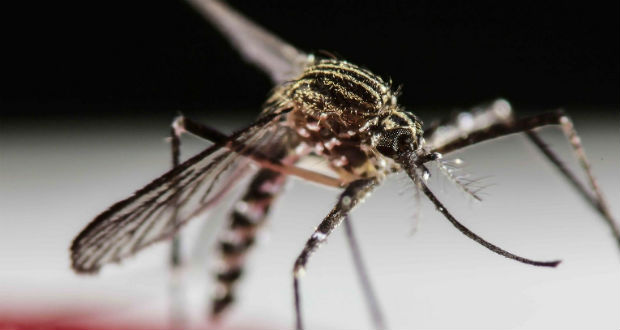 Szakértő: a klímaváltozással több lesz a szúnyog