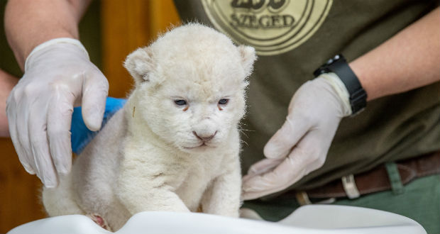 Fehér oroszlán született a Szegedi Vadasparkban