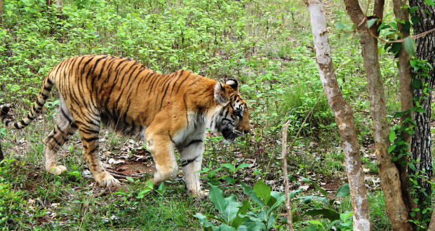 Egymillió fajt fenyeget a kihalás