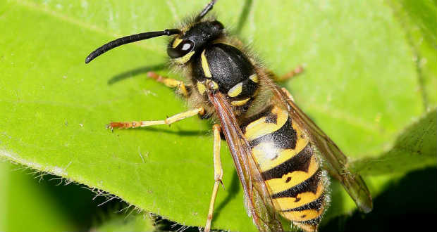 Előre nem lehet tudni, kinél okoz sokkot a darázscsípés