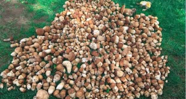 Kárpátalja ma: gombaszezon