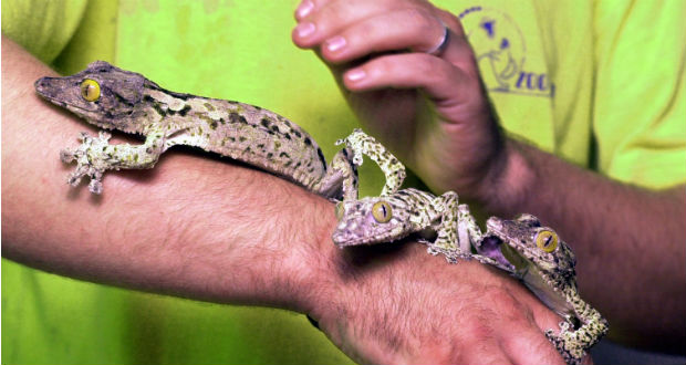 Nemzetközi állatcsempész-hálózatot számolt fel az Europol