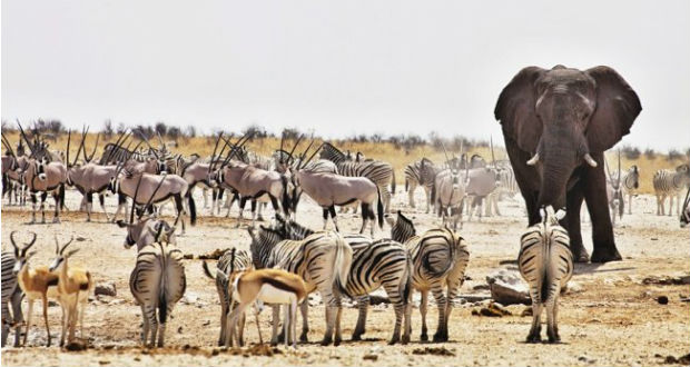 Ezer vadállatot árvereznek el Namíbiában az aszály miatt