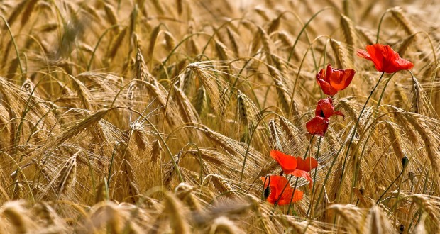 Dsida Jenő: Július