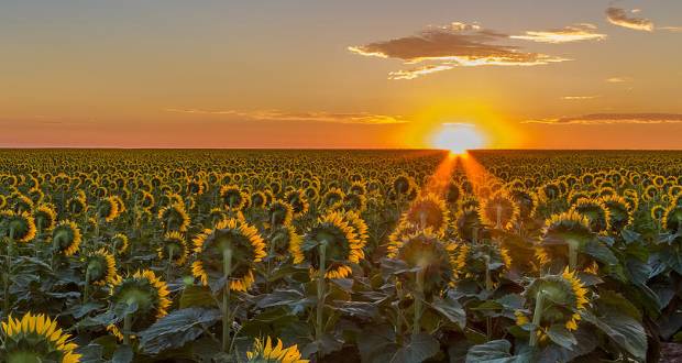 Szilágyi Domokos: Napraforgó