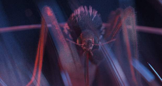 Szakértő: komoly egészségi kockázatot jelenthetnek egyes egzotikus ízeltlábúak