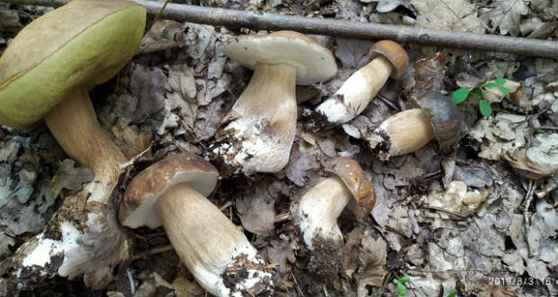 Folytatódik a gombaszezon