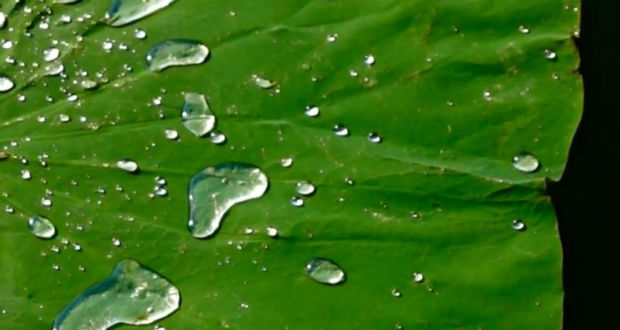 A havasi lótusz egy új faját fedezték fel