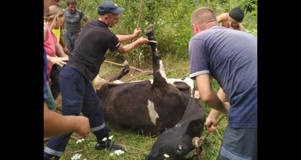 Tehénmentő akció Beregszászban