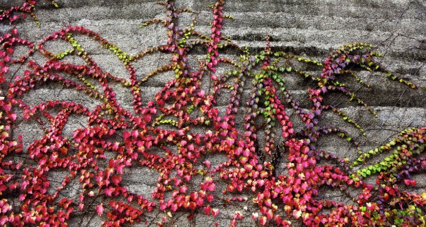 Dsida Jenő: Szeptember